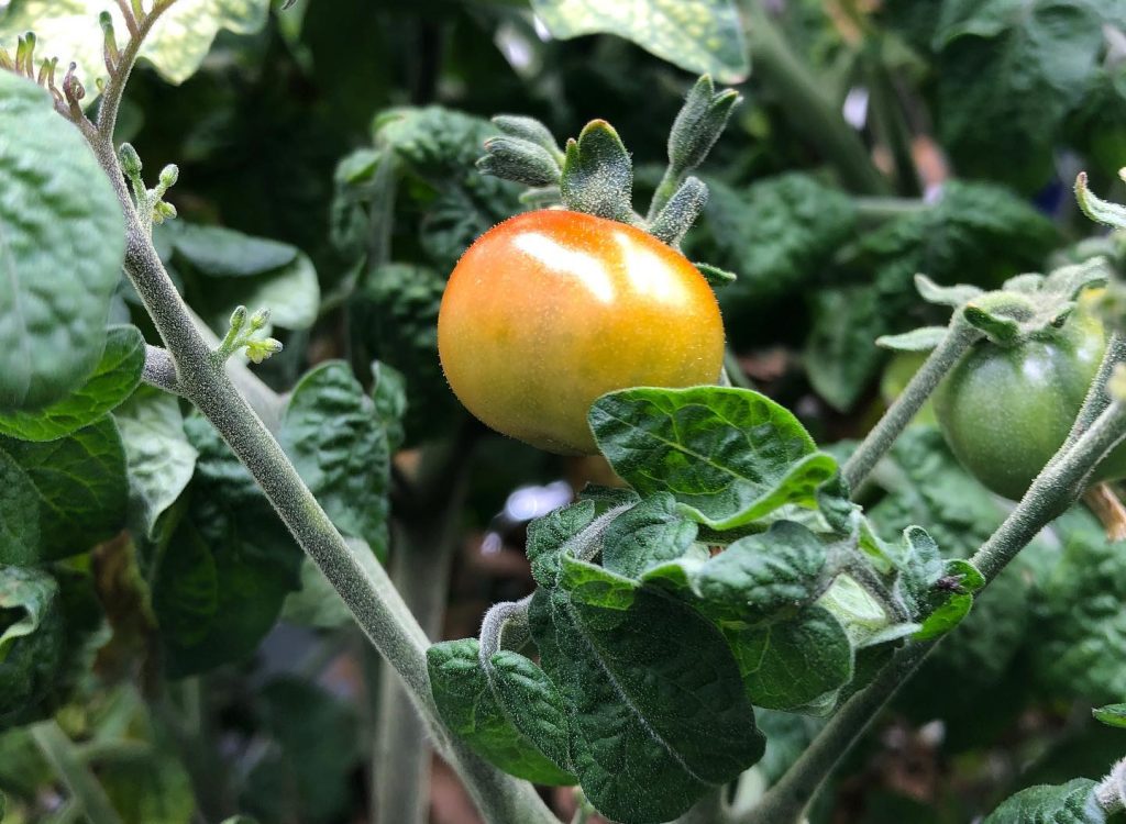 tomate_tulsi